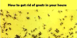 How to get rid of gnats in your house